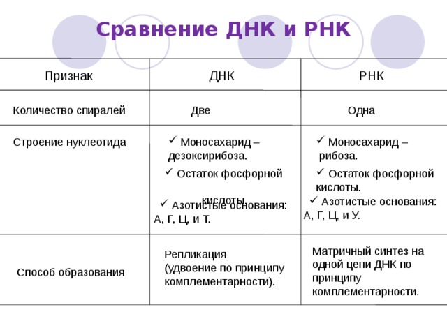 Сравнение ДНК и РНК Признак ДНК РНК Количество спиралей  Две Одна  Моносахарид – рибоза. Строение нуклеотида  Моносахарид – дезоксирибоза.  Остаток фосфорной кислоты.  Остаток фосфорной кислоты.  Азотистые основания: А, Г, Ц, и У.  Азотистые основания: А, Г, Ц, и Т. Матричный синтез на одной цепи ДНК по принципу комплементарности. Репликация (удвоение по принципу комплементарности). Способ образования 