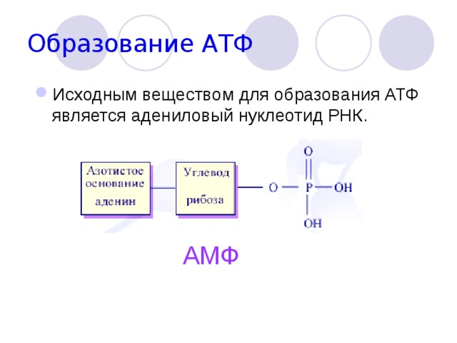 Образование АТФ Исходным веществом для образования АТФ является адениловый нуклеотид РНК. АМФ 