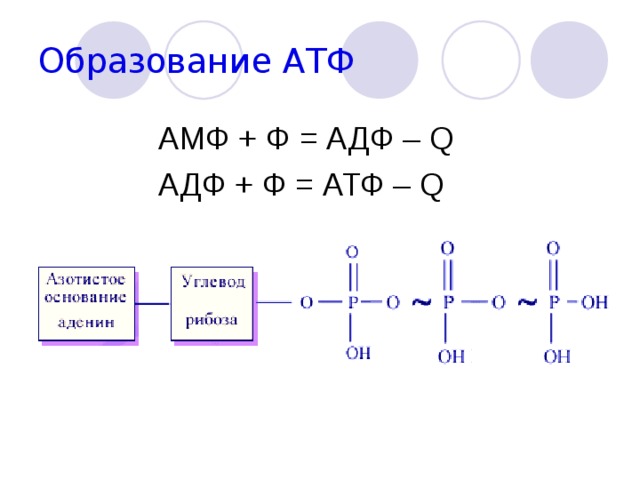 Образование АТФ  АМФ + Ф = АДФ – Q  АДФ + Ф = АТФ – Q 