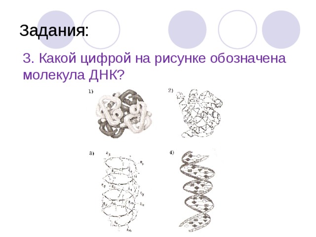 Задания: 3 . Какой цифрой на рисунке обозначена молекула ДНК? 