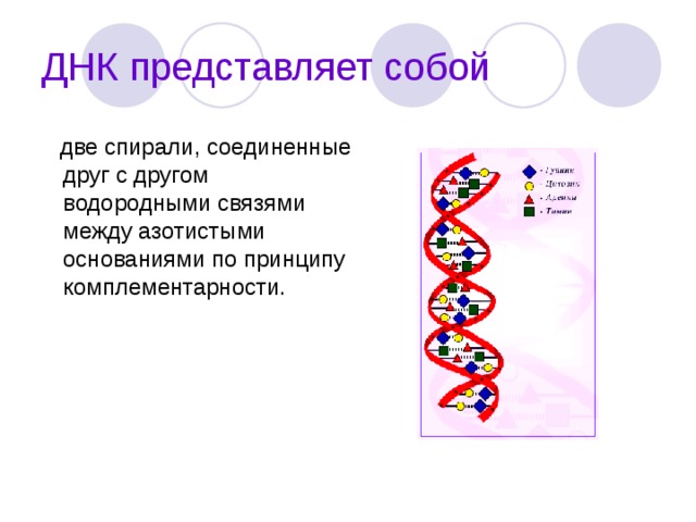 ДНК представляет собой   две спирали, соединенные друг с другом водородными связями между азотистыми основаниями по принципу комплементарности. 