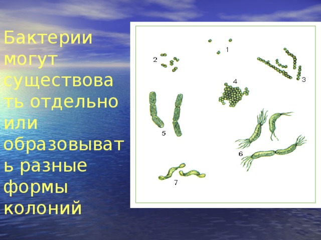 Презентация строение и жизнедеятельность бактерий 7 класс. Формы колоний бактерий. Бактерии жизнедеятельность 7 класс. Встречаются ли колониальные формы бактерий.