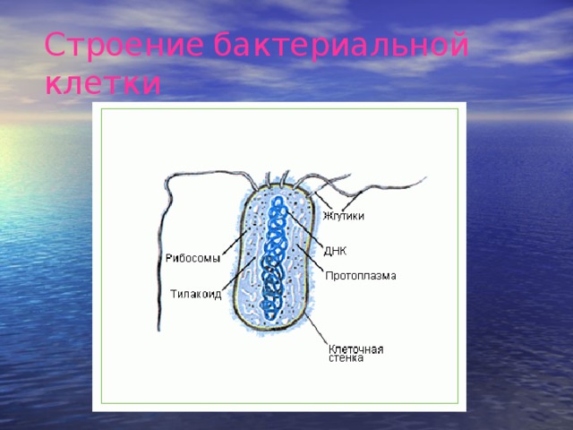 Презентация строение и жизнедеятельность бактерий