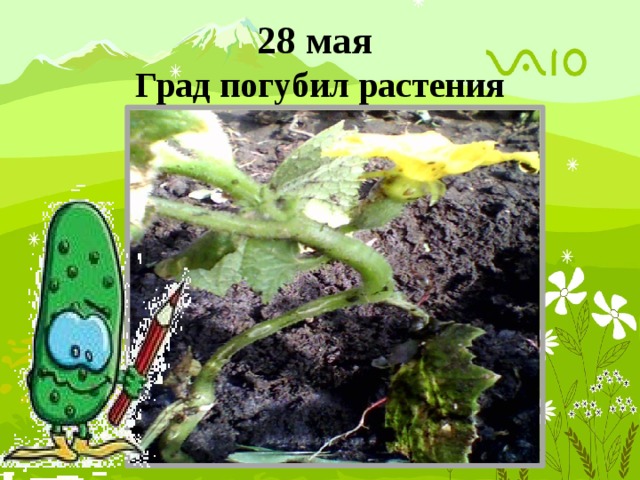 28 мая  Град погубил растения 