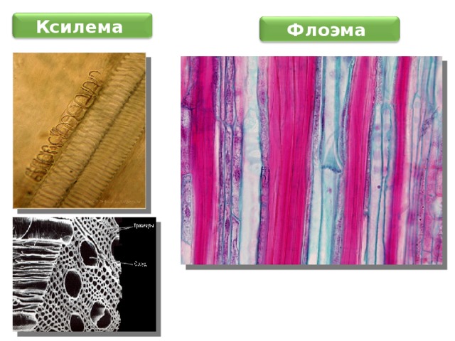 4. Проводящие ткани Ситовидные клетки. Характерны для высших споровых и голосеменных растений. Ситовидные  поля рассеяны по боковым стенкам. В зрелых клетках сохраняется ядро. Ситовидные клетки лишены сопровождающих клеток. Ситовидные трубки. Характерны для покрытосеменных растений. Перфорации образуют ситовидные пластинки , которые располагаются на торцевых концах клеток. В зрелых члениках ситовидных трубок ядро отсутствует, однако клетка остается живой. Рядом с каждым члеником располагаются клетки-спутницы. 