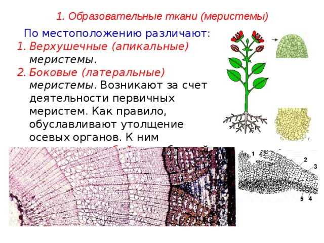 Боковая меристема. Меристема ткани растений. Образовательная ткань растений верхушечная. Образовательные ткани меристемы таблица.