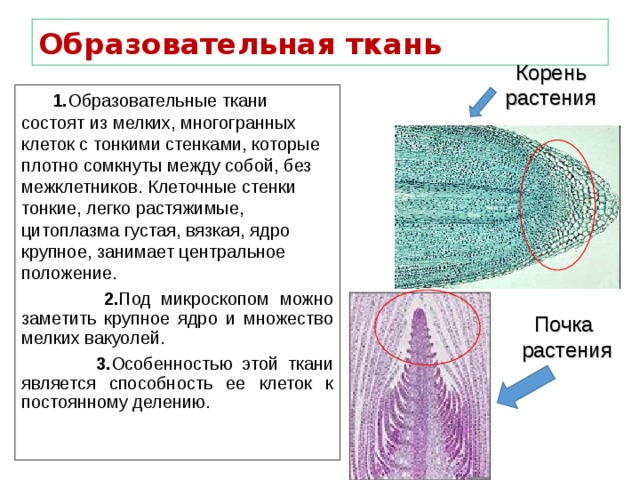 Образовательная ткань Корень растения  1. Образовательные ткани состоят из мелких, многогранных клеток с тонкими стенками, которые плотно сомкнуты между собой, без межклетников. Клеточные стенки тонкие, легко растяжимые, цитоплазма густая, вязкая, ядро крупное, занимает центральное положение.  2. Под микроскопом можно заметить крупное ядро и множество мелких вакуолей.  3. Особенностью этой ткани является способность ее клеток к постоянному делению. Почка растения 