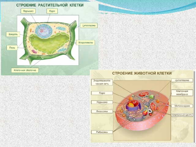 Структура растительной клетки 6 класс. Растительная и животная клетка. Строение животных и растительных клеток. Строение клетки растений и животных. Строение растительной клетки.