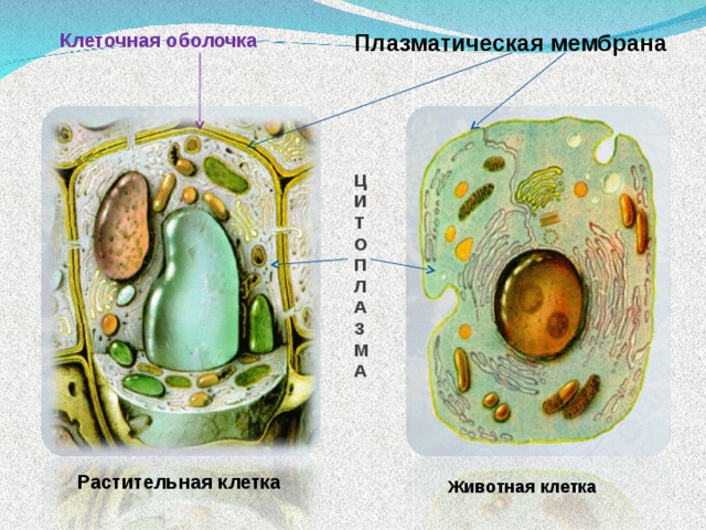 Презентация животная и растительная клетка