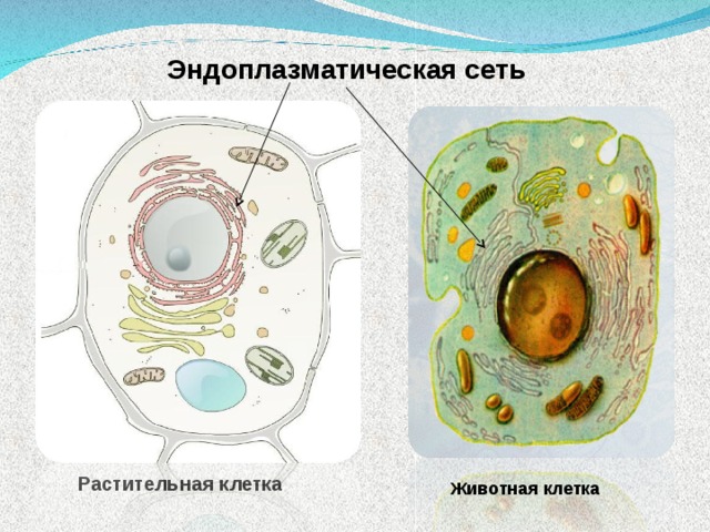 Рисунки животной и растительной клетки