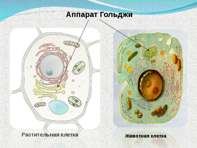 Презентация животная и растительная клетка