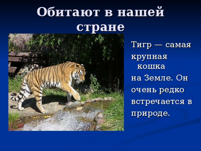 Обитают в нашей стране Тигр — самая крупная кошка на Земле. Он очень редко встречается в природе. 