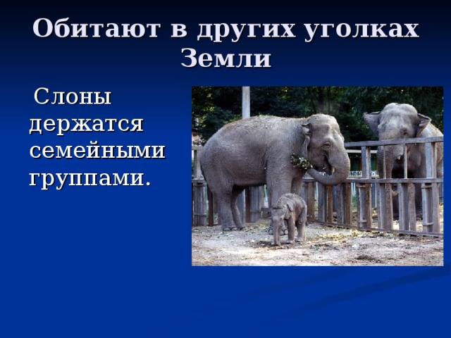 Обитают в других уголках Земли  Слоны держатся семейными группами. 