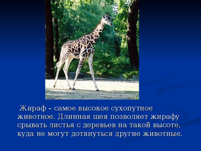  Жираф – самое высокое сухопутное животное. Длинная шея позволяет жирафу срывать листья с деревьев на такой высоте, куда не могут дотянуться другие животные. 