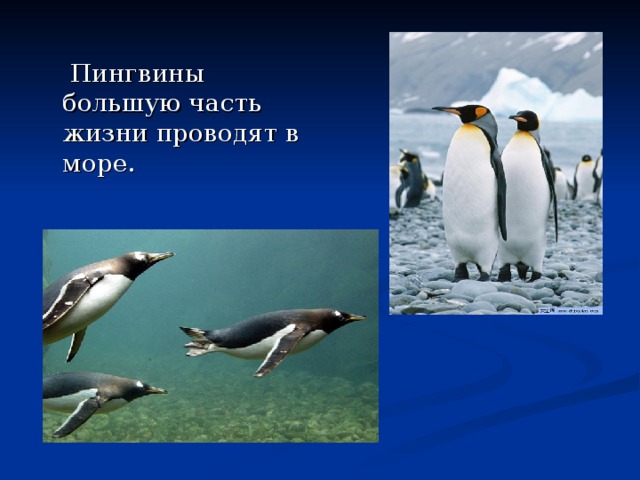  Пингвины большую часть жизни проводят в море. 