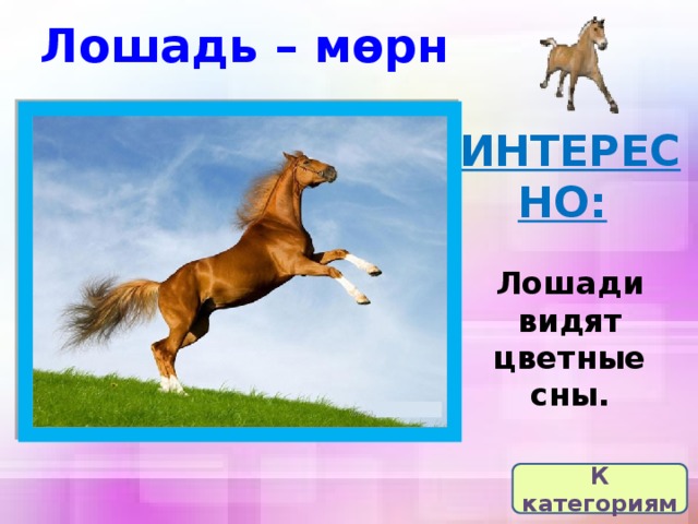 Как видят лошади. Лошади видят цветные сны. Как видят мир лошади. Коня за 500.