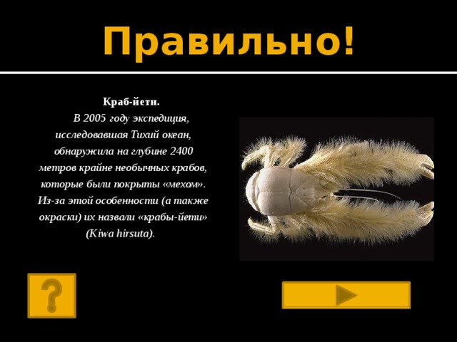 Правильно!  Краб-йети. В 2005 году экспедиция, исследовавшая Тихий океан, обнаружила на глубине 2400 метров крайне необычных крабов, которые были покрыты «мехом». Из-за этой особенности (а также окраски) их назвали «крабы-йети» (Kiwa hirsuta).     http://www.nat-geo.ru/nature/45683-12-udivitelnykh-morskikh-obitateley/#full 
