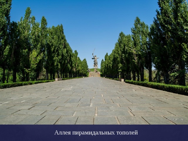 Аллея пирамидальных тополей 