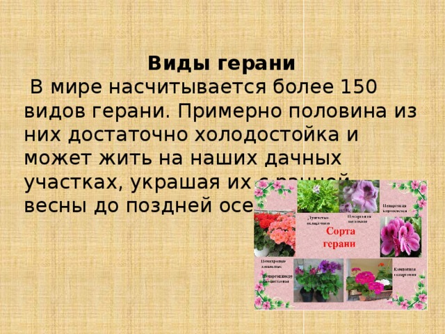 Герань стих. Стихотворение про герань. Бабушкина герань. Стишки про герань. Стихи о герани короткие красивые.