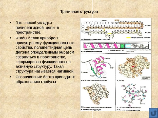 Полипептидные связи белков
