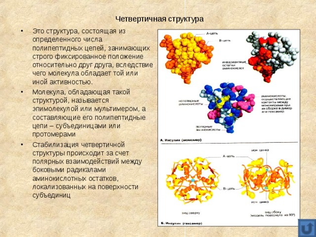 Четвертичная структура Это структура, состоящая из определенного числа полипептидных цепей, занимающих строго фиксированное положение относительно друг друга, вследствие чего молекула обладает той или иной активностью. Молекула, обладающая такой структурой, называется эпимолекулой или мультимером, а составляющие его полипептидные цепи – субъединицами или протомерами Стабилизация четвертичной структуры происходит за счет полярных взаимодействий между боковыми радикалами аминокислотных остатков, локализованных на поверхности субъединиц 