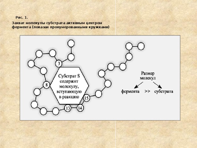  Рис. 1.  Захват молекулы субстрата активным центром  фермента (показан пронумерованными кружками) 