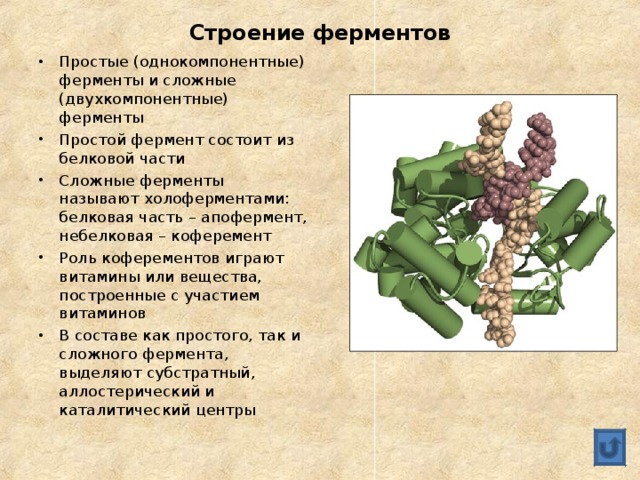 Строение ферментов Простые (однокомпонентные) ферменты и сложные (двухкомпонентные) ферменты Простой фермент состоит из белковой части Сложные ферменты называют холоферментами: белковая часть – апофермент, небелковая – коферемент Роль коферементов играют витамины или вещества, построенные с участием витаминов В составе как простого, так и сложного фермента, выделяют субстратный, аллостерический и каталитический центры 