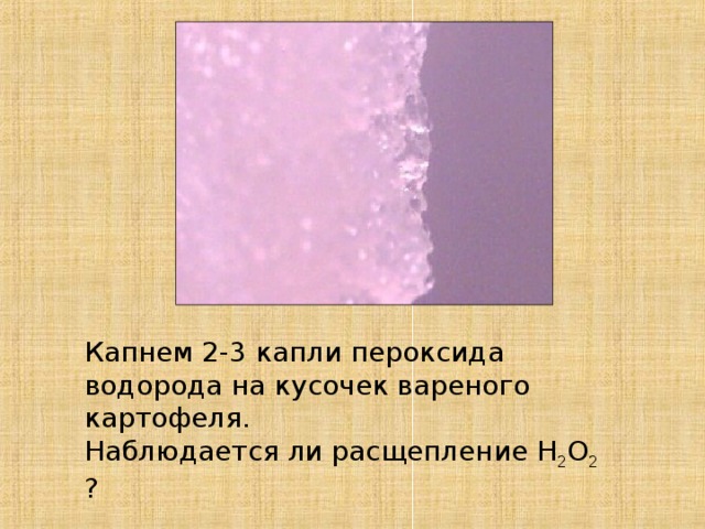 Капнем 2-3 капли пероксида водорода на кусочек вареного картофеля. Наблюдается ли расщепление Н 2 О 2 ? 