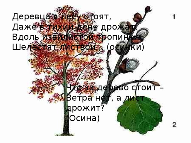 Почему осиновые листья дрожат. Осина дрожащая. Трясущаяся осина. Осина дрожащая систематика. Осина на чувашском языке.
