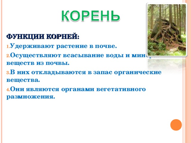 Функции корня растений