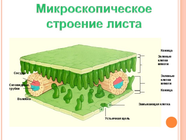 Кожица Зеленые клетки мякоти Сосуды Зеленые клетки мякоти Ситовидные трубки Кожица Волокна Замыкающая клетка Устьичная щель 