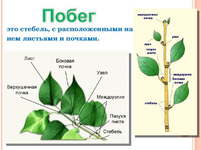 это стебель, с расположенными на нем листьями и почками. 