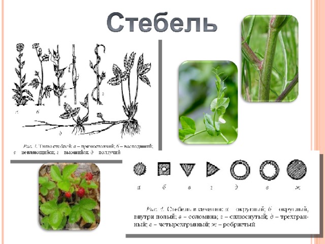 Тест стебель ответы. Форма стебля гороха. Поперечная форма стебля. Поперечная форма стебля гороха. Черешок гороха форма.