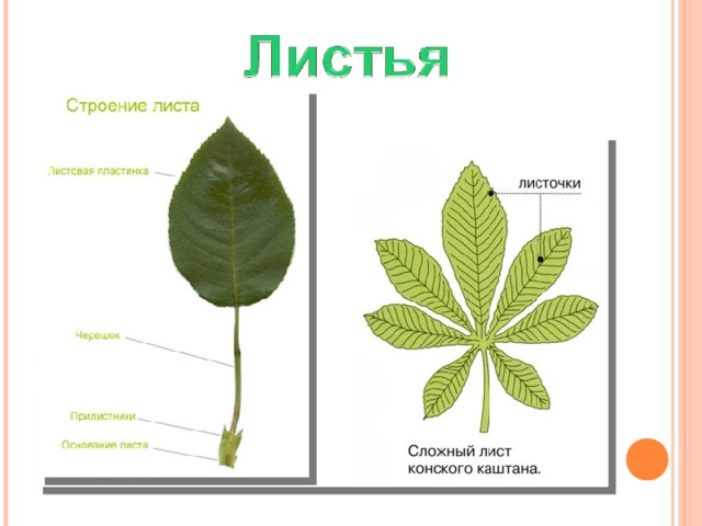 Строение сложного листа. Тип листа у конского каштана. Конский каштан жилкование. Каштан конский Тип жилкования. Жилкование листа каштана.