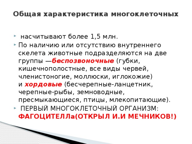 Общая характеристика многоклеточных     насчитывают более 1,5 млн. По наличию или отсутствию внутреннего скелета животные подразделяются на две группы — беспозвоночные  (губки, кишечнополостные, все виды червей, членистоногие, моллюски, иглокожие) и  хордовые   (бесчерепные-ланцетник, черепные-рыбы, земноводные, пресмыкающиеся, птицы, млекопитающие).  ПЕРВЫЙ МНОГОКЛЕТОЧНЫЙ ОРГАНИЗМ: ФАГОЦИТЕЛЛа(ОТКРЫЛ И.И МЕЧНИКОВ!) 