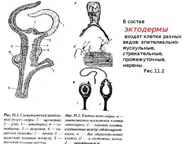 Эпителиально мускульные клетки гидры. Стрекательные клетки эктодермы. Нервные клетки эктодермы. Эпителиально-мускульная клетка эктодермы. Состав эктодермы.