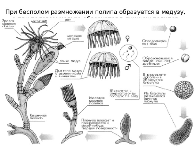 При бесполом размножении полипа образуется в медузу, а при половом медуза образуется в личинку полипов. 