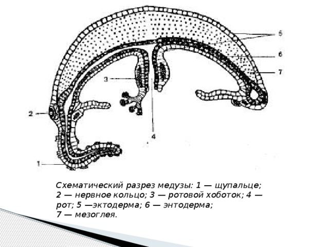 Схематический разрез медузы: 1  —  щупальце; 2  —  нервное кольцо; 3 — ротовой хоботок; 4 —рот; 5  — эктодерма; 6 — энтодерма; 7  —  мезоглея. 