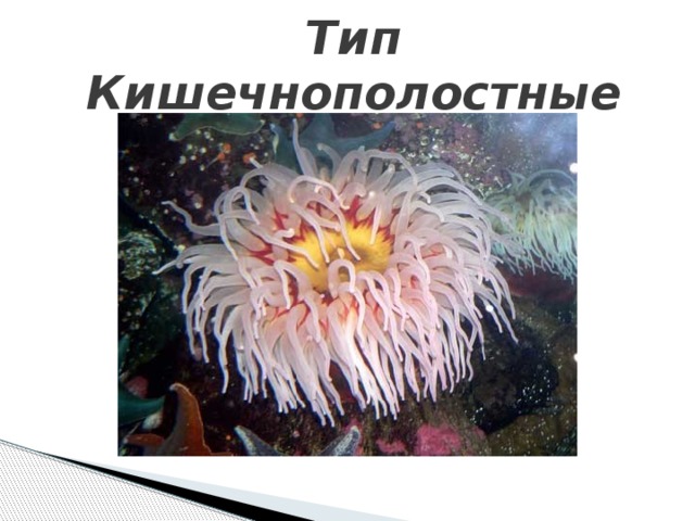 Тип Кишечнополостные   