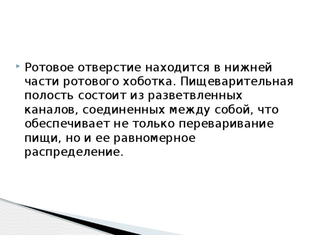 Ротовое отверстие находится в нижней части ротового хоботка. Пищеварительная полость состоит из разветвленных каналов, соединенных между собой, что обеспечивает не только переваривание пищи, но и ее равномерное распределение. 