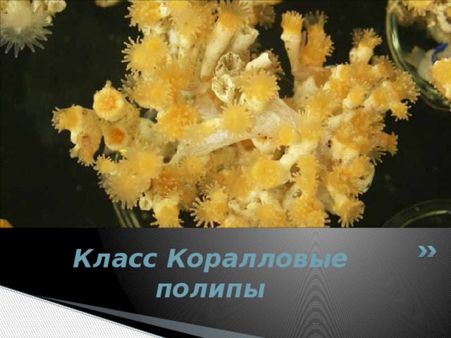 Класс Коралловые полипы   