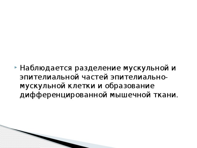 Наблюдается разделение мускульной и эпителиальной частей эпителиально-мускульной клетки и образование дифференцированной мышечной ткани. 