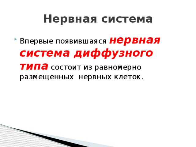 Нервная система Впервые появившаяся  нервная система диффузного типа  состоит из равномерно размещенных  нервных клеток. 