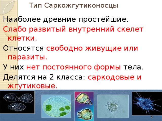 Древние простейшие. Саркожгутиконосцы одноклеточные. Тип Саркожгутиконосцы класс Саркодовые класс жгутиковые. Тип Саркожгутиконосцы класс Саркодовые. Тип Саркожгутиконосцы класс Саркодовые (корненожки).