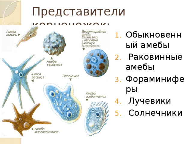 Каких животных объединяют в группу корненожки составьте план ответа об особенностях амебы