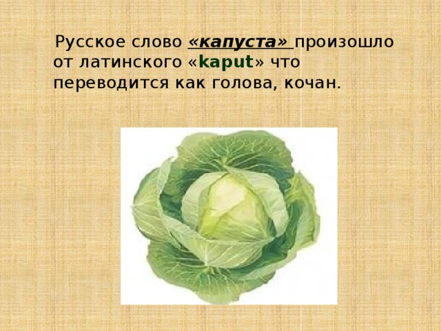 Русское слово «капуста» произошло от латинского « kaput » что переводится как голова, кочан.