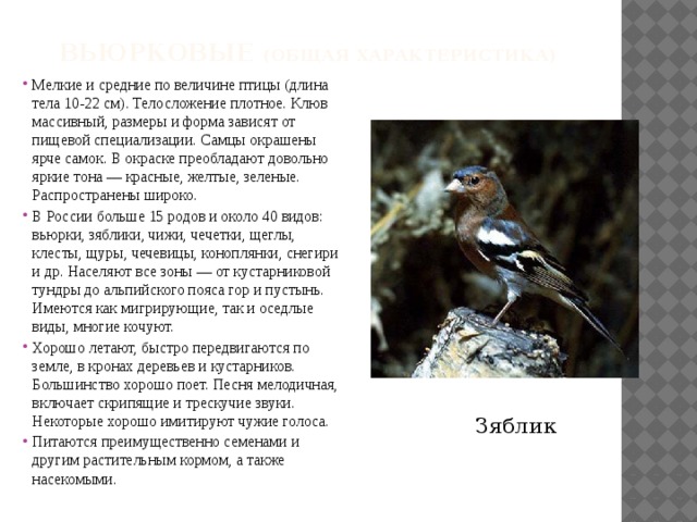 Вьюрковые (общая характеристика) Мелкие и средние по величине птицы (длина тела 10-22 см). Телосложение плотное. Клюв массивный, размеры и форма зависят от пищевой специализации. Самцы окрашены ярче самок. В окраске преобладают довольно яркие тона — красные, желтые, зеленые. Распространены широко. В России больше 15 родов и около 40 видов: вьюрки, зяблики, чижи, чечетки, щеглы, клесты, щуры, чечевицы, коноплянки, снегири и др. Населяют все зоны — от кустарниковой тундры до альпийского пояса гор и пустынь. Имеются как мигрирующие, так и оседлые виды, многие кочуют. Хорошо летают, быстро передвигаются по земле, в кронах деревьев и кустарников. Большинство хорошо поет. Песня мелодичная, включает скрипящие и трескучие звуки. Некоторые хорошо имитируют чужие голоса. Питаются преимущественно семенами и другим растительным кормом, а также насекомыми. Зяблик 