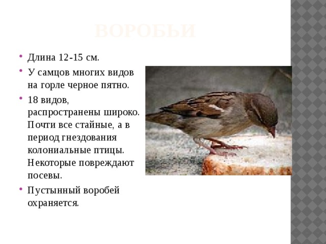 воробьи Длина 12-15 см. У самцов многих видов на горле черное пятно. 18 видов, распространены широко. Почти все стайные, а в период гнездования колониальные птицы. Некоторые повреждают посевы. Пустынный воробей охраняется. 