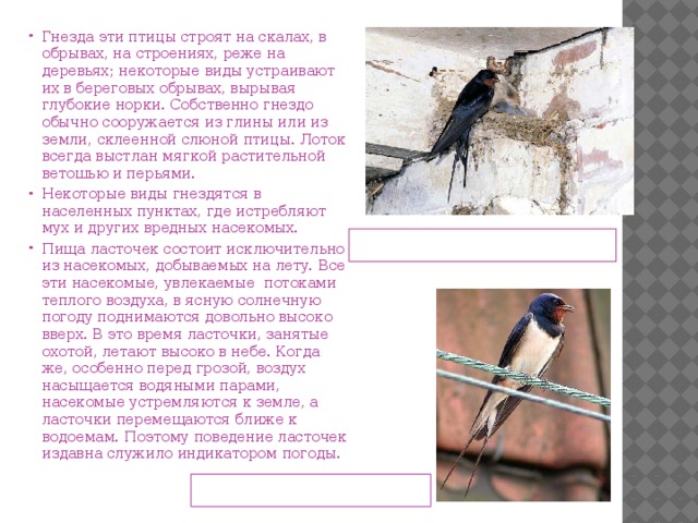 Гнезда эти птицы строят на скалах, в обрывах, на строениях, реже на деревьях; некоторые виды устраивают их в береговых обрывах, вырывая глубокие норки. Собственно гнездо обычно сооружается из глины или из земли, склеенной слюной птицы. Лоток всегда выстлан мягкой растительной ветошью и перьями. Некоторые виды гнездятся в населенных пунктах, где истребляют мух и других вредных насекомых. Пища ласточек состоит исключительно из насекомых, добываемых на лету. Все эти насекомые, увлекаемые потоками теплого воздуха, в ясную солнечную погоду поднимаются довольно высоко вверх. В это время ласточки, занятые охотой, летают высоко в небе. Когда же, особенно перед грозой, воздух насыщается водяными парами, насекомые устремляются к земле, а ласточки перемещаются ближе к водоемам. Поэтому поведение ласточек издавна служило индикатором погоды.   Гнездо деревенской ласточки Деревенская ласточка 
