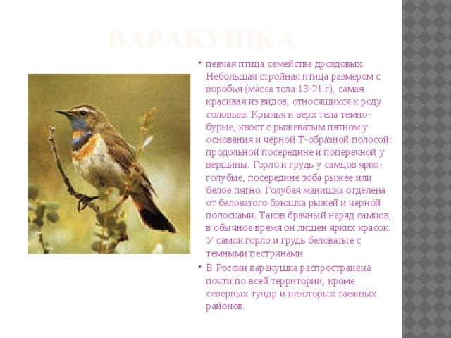 варакушка певчая птица семейства дроздовых. Небольшая стройная птица размером с воробья (масса тела 13-21 г), самая красивая из видов, относящихся к роду соловьев. Крылья и верх тела темно-бурые, хвост с рыжеватым пятном у основания и черной Т-образной полосой: продольной посередине и поперечной у вершины. Горло и грудь у самцов ярко-голубые, посередине зоба рыжее или белое пятно. Голубая манишка отделена от беловатого брюшка рыжей и черной полосками. Таков брачный наряд самцов, в обычное время он лишен ярких красок. У самок горло и грудь беловатые с темными пестринами. В России варакушка распространена почти по всей территории, кроме северных тундр и некоторых таежных районов. 